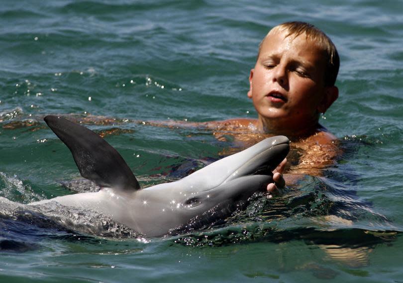 Baby Dolphin