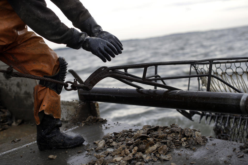 In this Dec. 20, 2013 picture, Shawn Sturgis releases an oyster dredge into Tangier Sound as he sails aboard the skipjack Hilda M. Willing near Deal Island, Md. (AP Photo/Patrick Semansky)