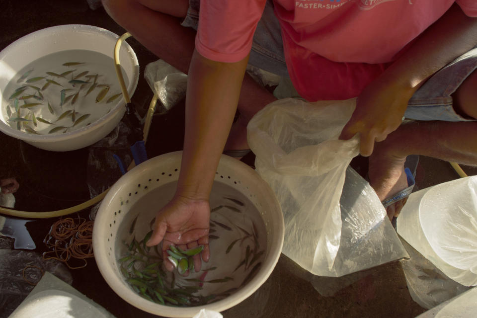 Workers sort fish in Les, Bali, Indonesia, on April 11, 2021, for shipment to Denpasar for export. Nearly 3 million homes in the U.S. keep saltwater fish as pets, according to a 2021-2022 American Pet Products Association survey. (AP Photo/Alex Lindbloom)