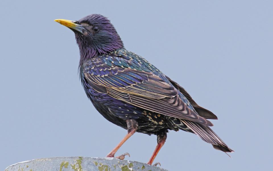 Starling [Sturnus vulgaris] perched on the top of a post - Getty Images 