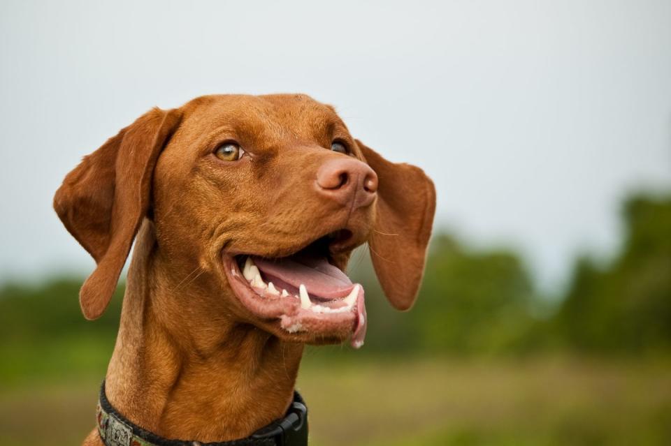 Vizsla