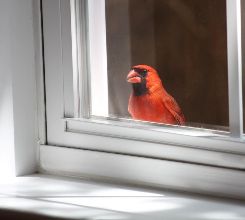 Red bird outside on a window sill