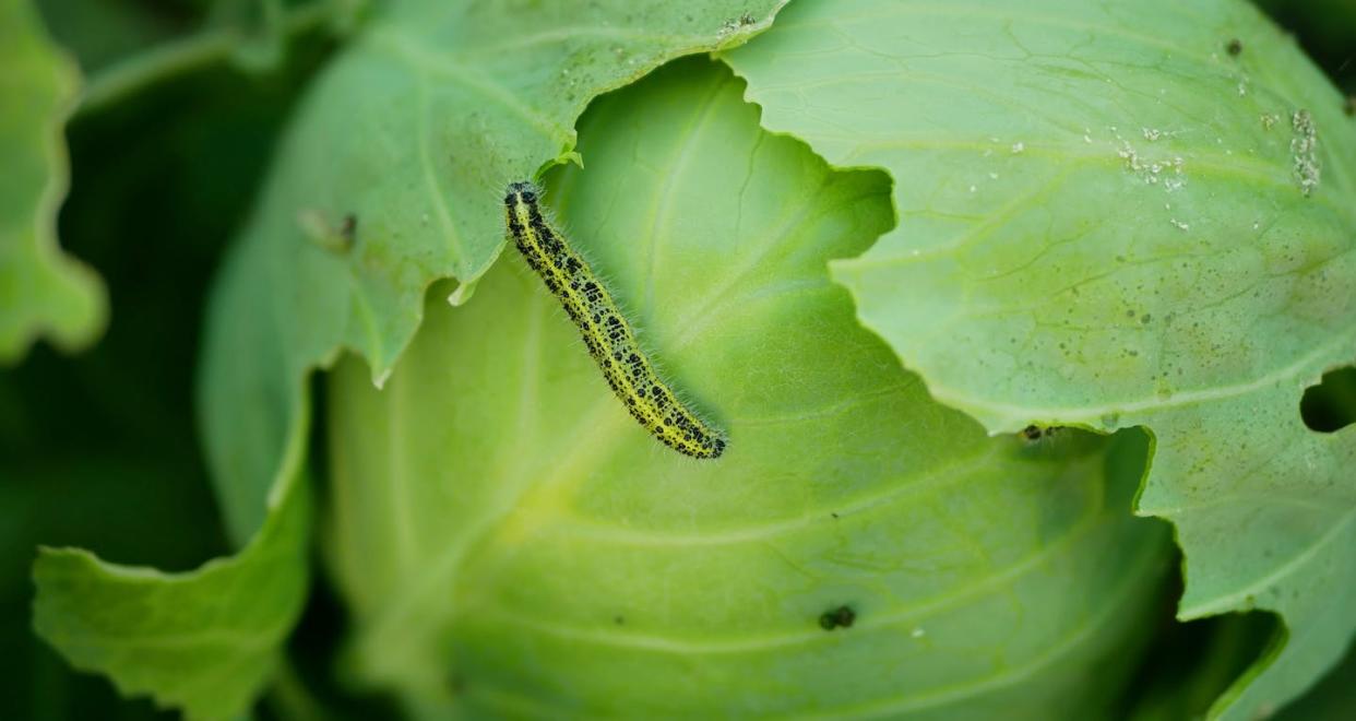 Las plantas se comunican entre ellas para avisar de la presencia de amenazas. <a href="https://www.shutterstock.com/es/image-photo/cabbage-butterfly-caterpillar-field-large-white-2168932645" rel="nofollow noopener" target="_blank" data-ylk="slk:Tomas Vynikal / Shutterstock;elm:context_link;itc:0;sec:content-canvas" class="link ">Tomas Vynikal / Shutterstock</a>