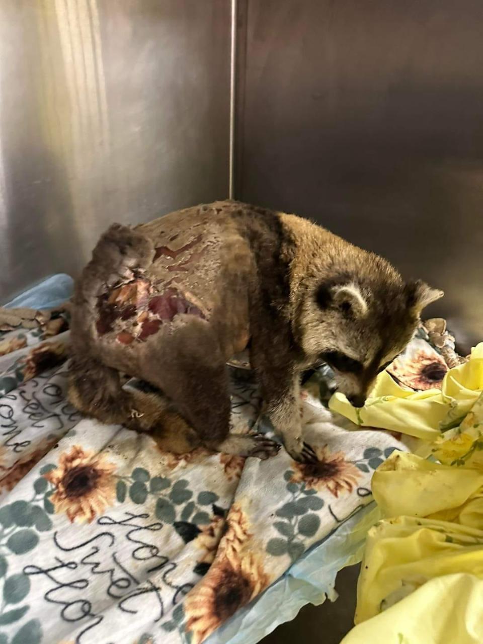 A raccoon reportedly set on fire by a Quincy man was taken to New England Wildlife Center in Weymouth for treatment.