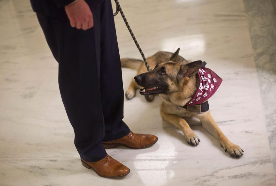 <p>In this Thursday, April 14, 2016 photo, military veteran Cole Lyle, who suffers with PTSD, and his dog Kaya, wait in the hallway of the Rayburn House Office Building on Capitol Hill in Washington, prior to testifying before the House National Security subcommittee hearing on “Connecting Veterans with PTSD with Service Dogs.” (AP Photo/Pablo Martinez Monsivais)</p>