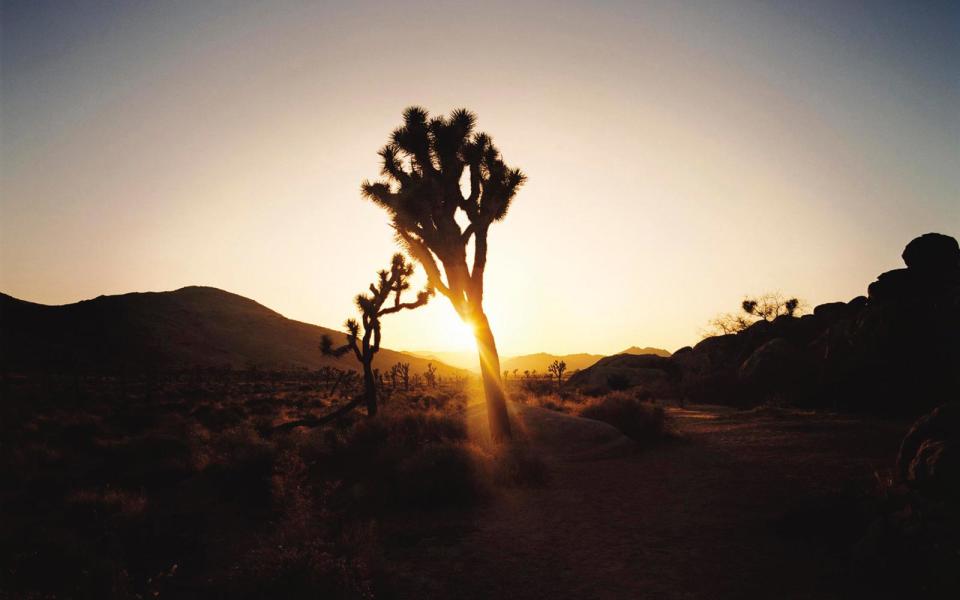 Joshua Tree