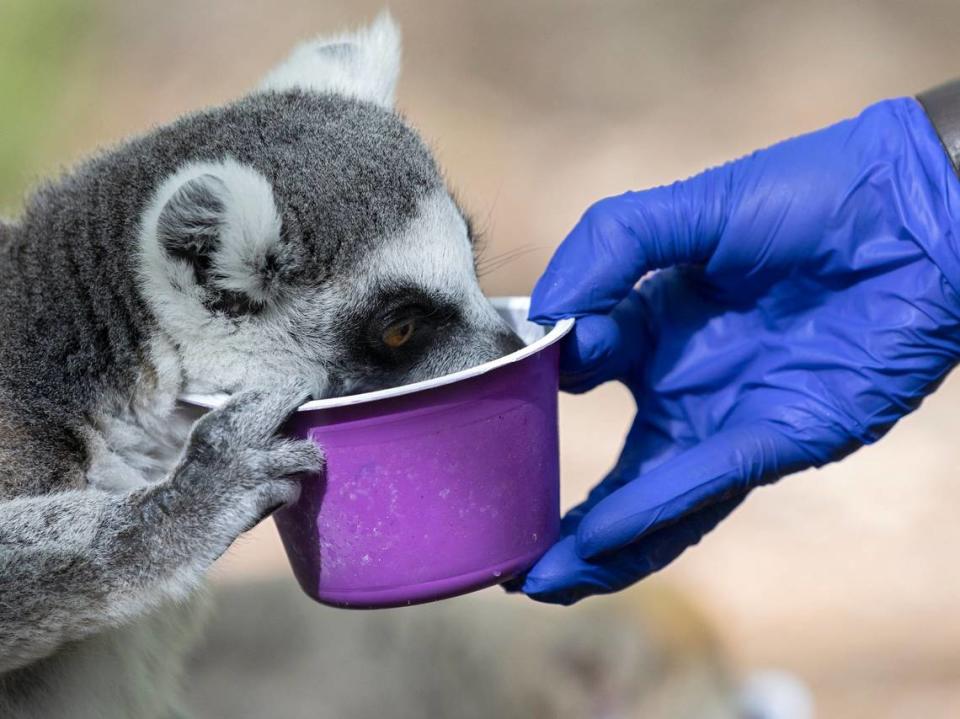 A Ring-tailed Lemur eats fruit and seeds as a part of an ecological experiment in a forested enclosure at the Duke Lemur Center on Wednesday, April 12, 2023, in Durham, N.C.