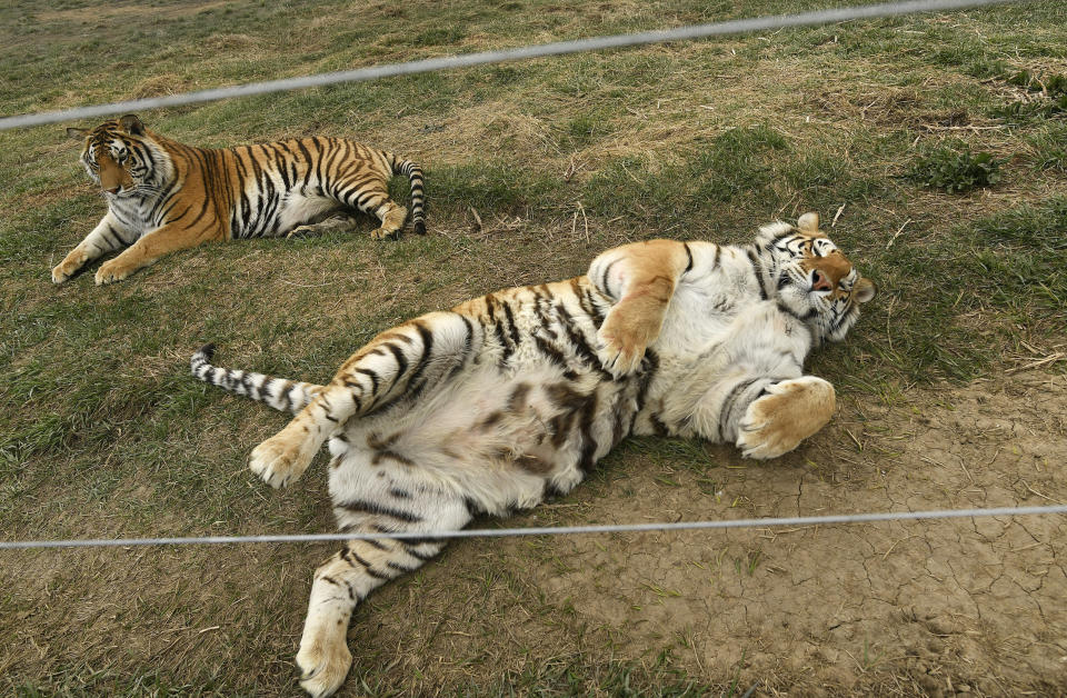 The tigers were reportedly in bad condition when they first got to The Wild Animal Sanctuary in 2017, suffering from psychological stress, malnutrition and serious dental problems. (Photo: Helen H. Richardson/MediaNews Group/The Denver Post via Getty Images via Getty Images)