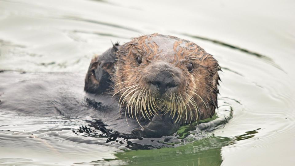 PHOTO: A sea otter is seen in Elkhorn Slough, California, in 2019.  (Brent Hughes/Sonoma State University)