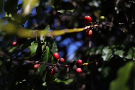 Coffee cherries are seen in a plantation in the town of Sao Joao da Boa Vista