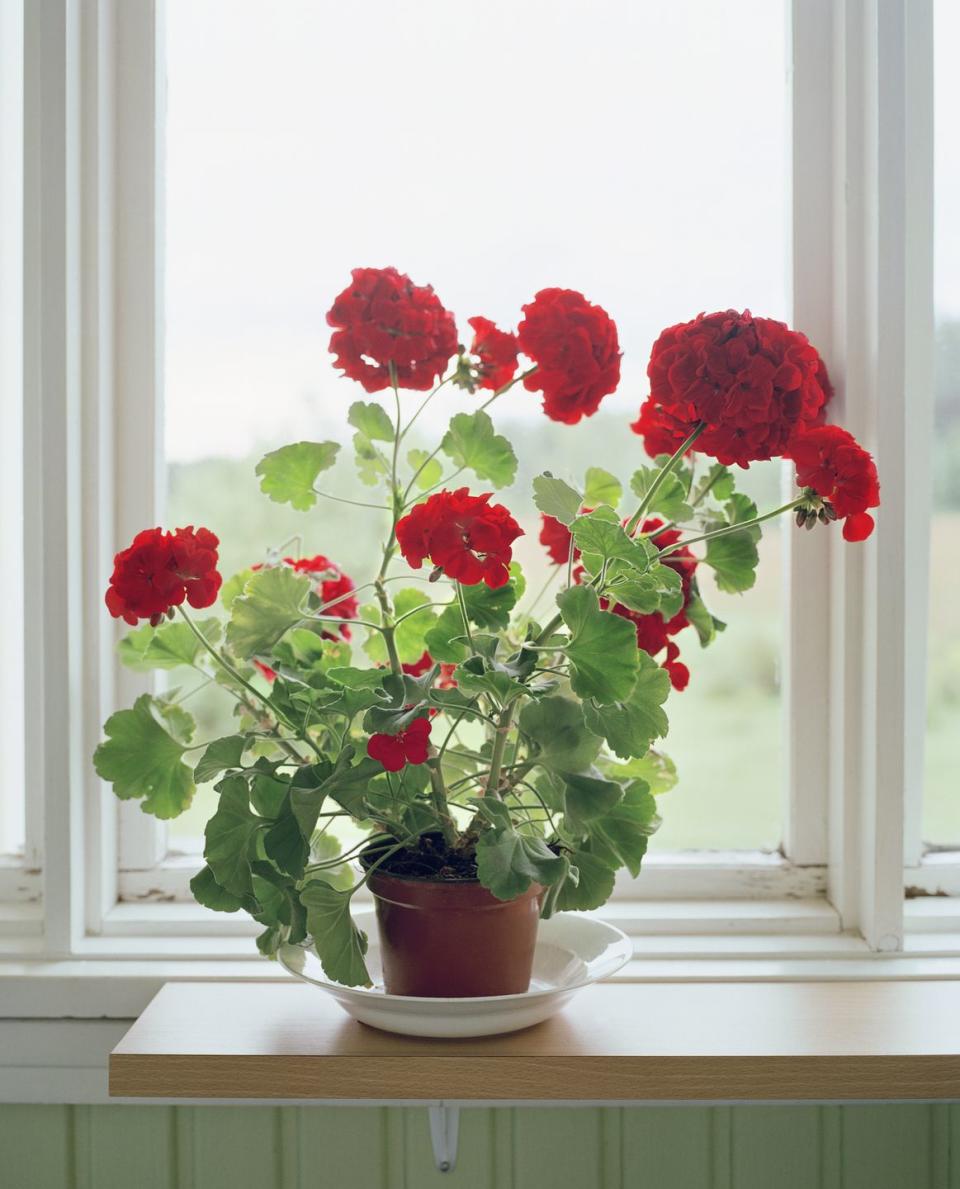 Geraniums