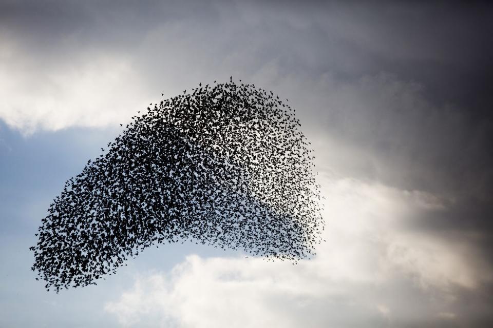 Starlings