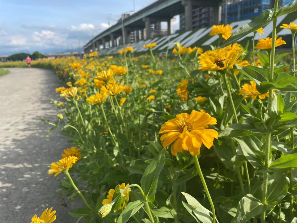 新北大都會公園「百日草」橘黃花毯美不勝收，花期預計可至8月。新北市政府提供