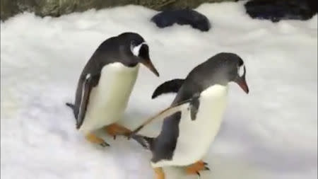 Penguins, Sphen and Magic, walk at Sea Life Sydney Aquarium in Sydney, Australia in this still image taken from social media video published on October 11, 2018. Sea Life Sydney Aquarium via REUTERS