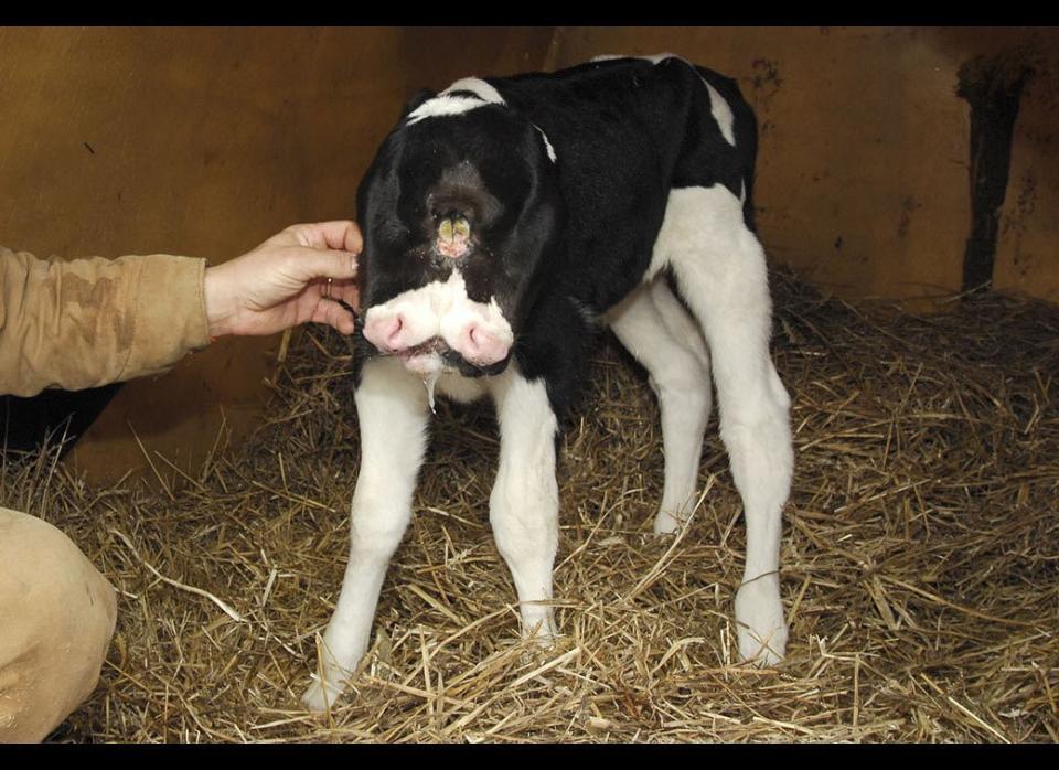 Kirk Heldreth pets his two-faced Holstein calf in 2007, in Rural Retreat, Va. Despite her malformed mouth, the calf named Star fed from a bottle and is won over Heldreth, who didn't expect her to live long after her birth. He had considered donating the calf to Virginia Tech for scientific purposes, or even selling her for show. Star has been drawing the curious to Heldreth's southwest Virginia farm, which sees about 40 to 50 visitors daily. 