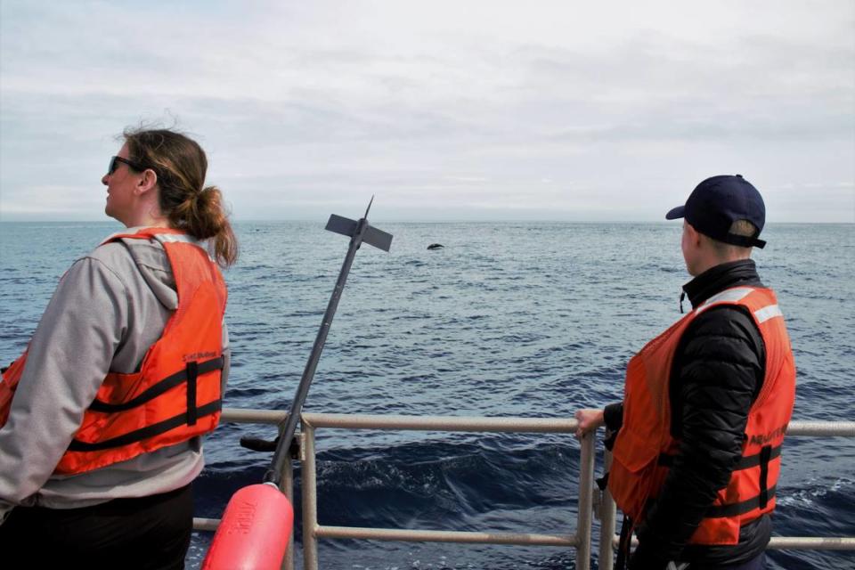 Kaitlin Palmer, left, and Anne Simonis, right, watch dolphins jump before they deployed a marine sound recorder in the Pacific Ocean on March 12. Mackenzie Shuman/mshuman@thetribunenews.com