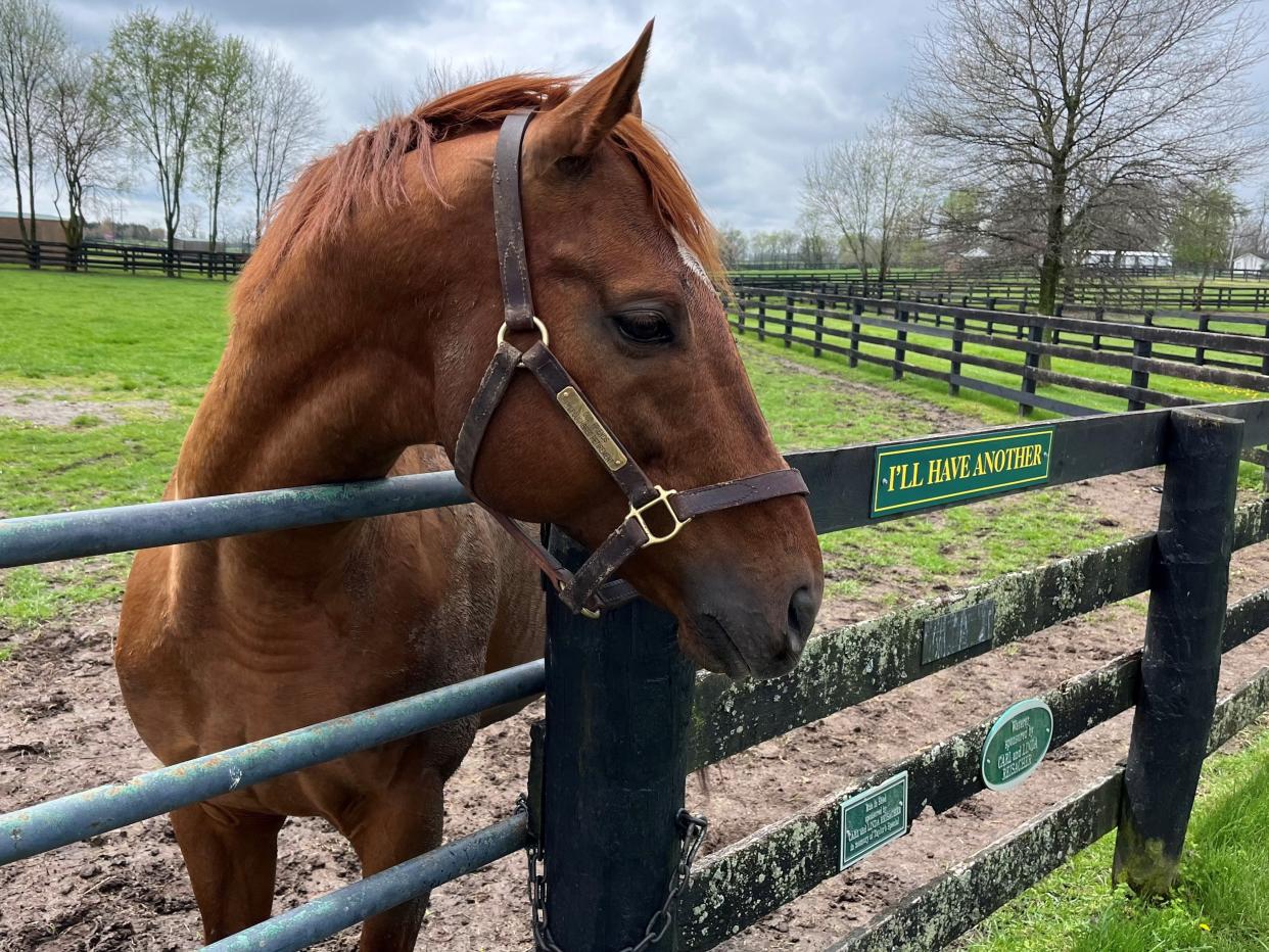 I’ll Have Another, the 2012 Kentucky Derby winner, is a recent arrival at Old Friends’ racecourse retirement farm.