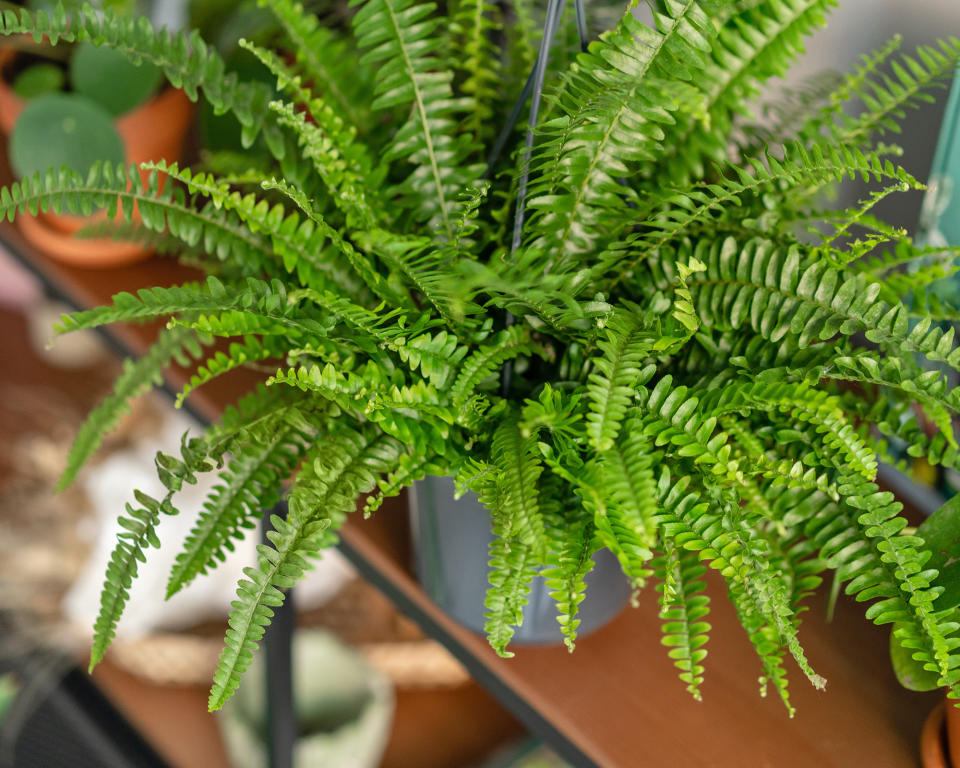 Nephrolepis fern houseplant