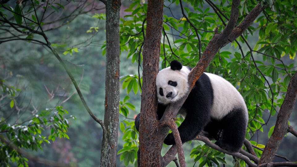 El oso panda ha inspirado los nombres y logos de muchas marcas, pero ¿qué relación tiene con el antivirus Panda? Imagen vía Getty