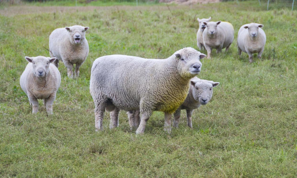 <span>Bluetongue can cause a swollen tongue, fever, reduced milk yield and in severe cases, death.</span><span>Photograph: FLPA/Alamy</span>