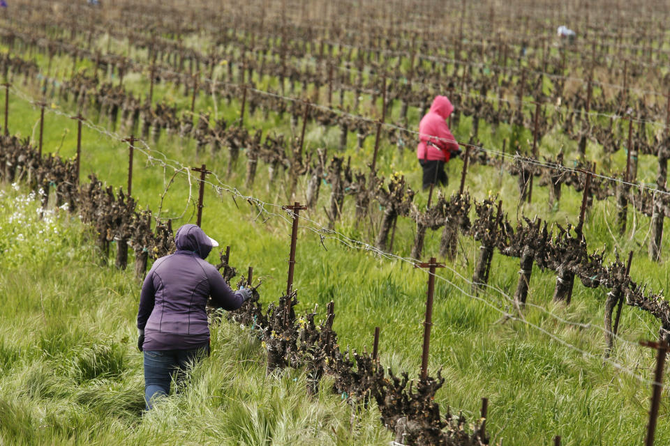 In this March 24, 2020, photo, farmworkers keep their distance from each other as they work at the Heringer Estates Family Vineyards and Winery in Clarksburg, Calif. Farms continue to operate as essential businesses that supply food to California and much of the country as schools, restaurants and stores shutter over the coronavirus. But some workers are anxious about the virus spreading among them and their families. Steve Heringer, general manager of the 152-year-old family owned business said workers now have more hand sanitizer and already use their own gloves for field work. (AP Photo/Rich Pedroncelli)