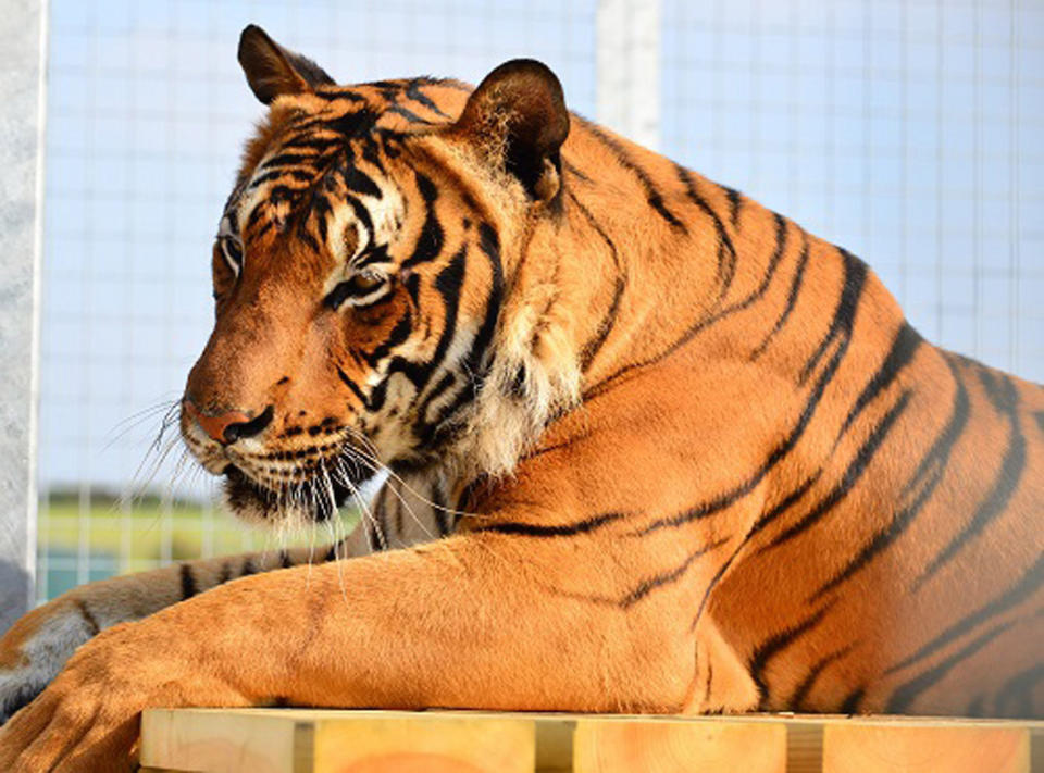 Ms King was killed by Cicip, a rare male Malayan tiger at  Hamerton Zoo Park in Cambridgeshire (Picture: PA)