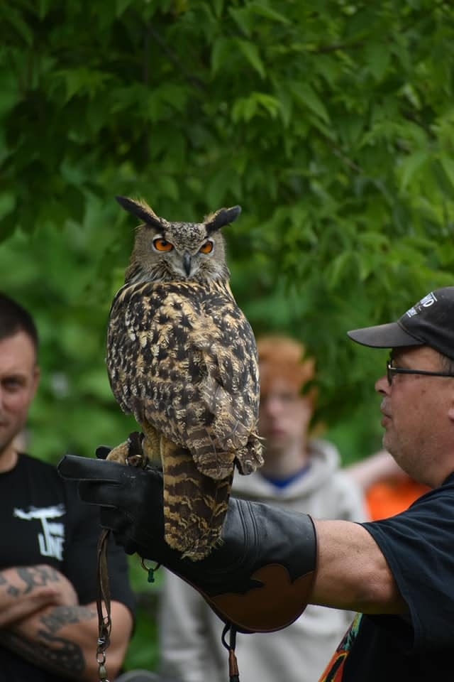 An owl at Big Rock Park in New Brighton for an event sponsored by the Ohio School of Falconry