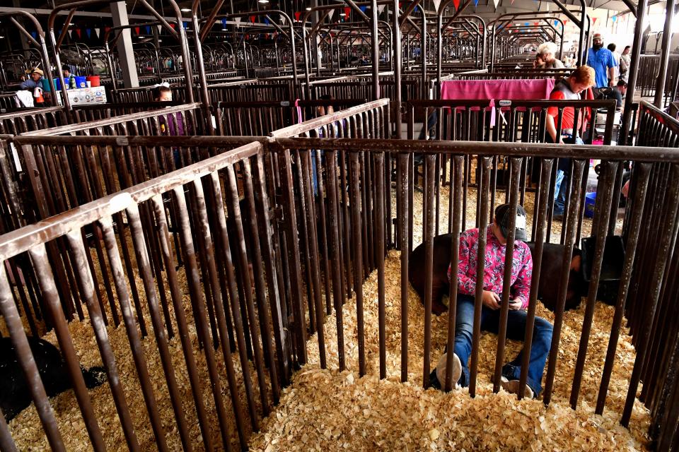 Olivia McGee, 14, of Hico leans back on her Duroc pig as she plays a game on her phone at the West Texas Fair & Rodeo livestock show in 2020.
