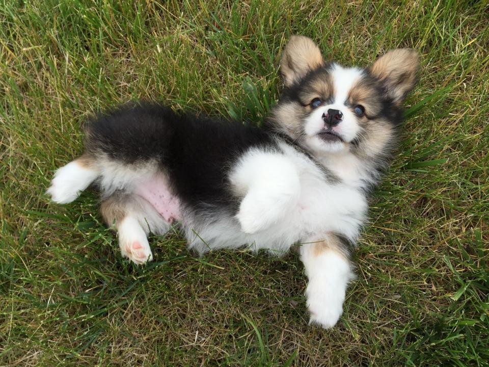 A 9 week old fluffy corgi puppy lays in the grass and looks at the camera