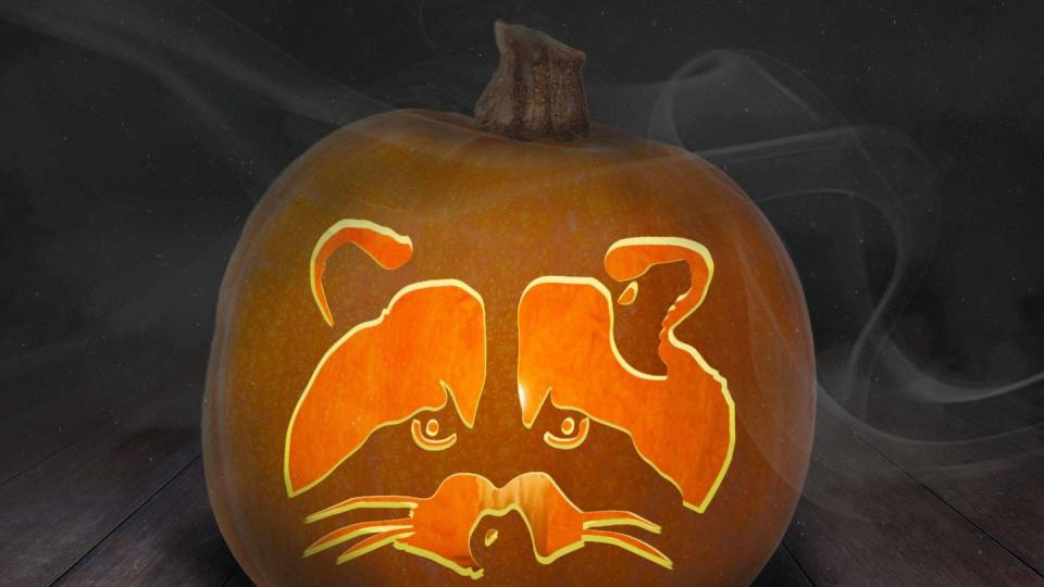 racoon pumpkin