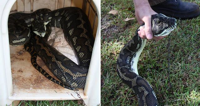 A volunteer from WIRES handles a python with care after an incident in NSW. credit: Wires/Facebook