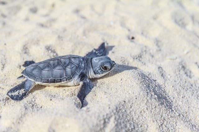 Sea turtle newborn.Side view.