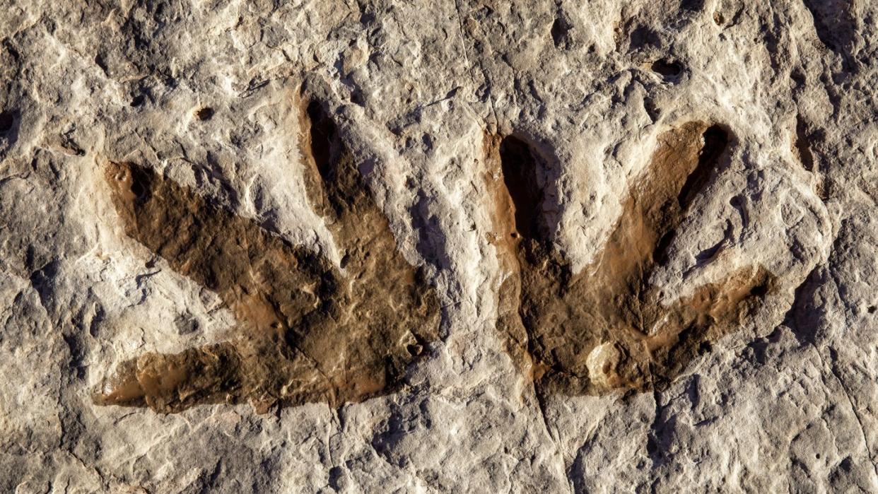 fossil dinosaur tracks in arizona