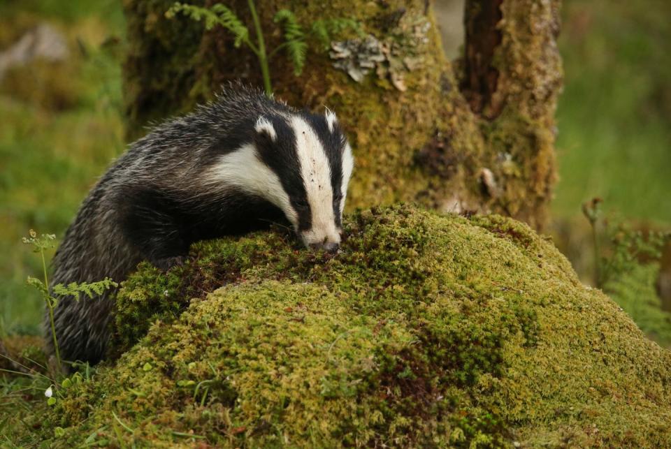 <p>This camera provides an up close and personal view of wild <strong>badgers</strong> every day, live from the beautiful countryside in Cumbria. </p><p><a class="link " href="https://www.cumbriawildlifetrust.org.uk/wildlife/cams/badger-cam" rel="nofollow noopener" target="_blank" data-ylk="slk:WATCH NOW;elm:context_link;itc:0;sec:content-canvas">WATCH NOW</a></p>