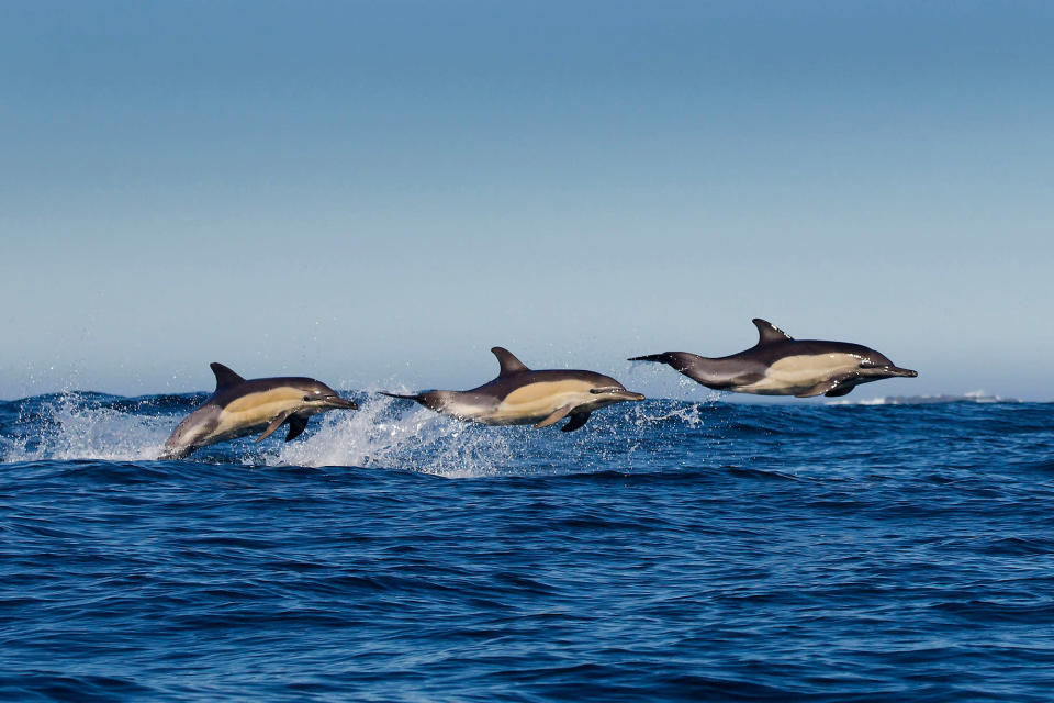 Wildlife photographer Grant Atkinson could not believe his luck when he spotted three dolphins jump out of the water off the western cape of South Africa (Caters)