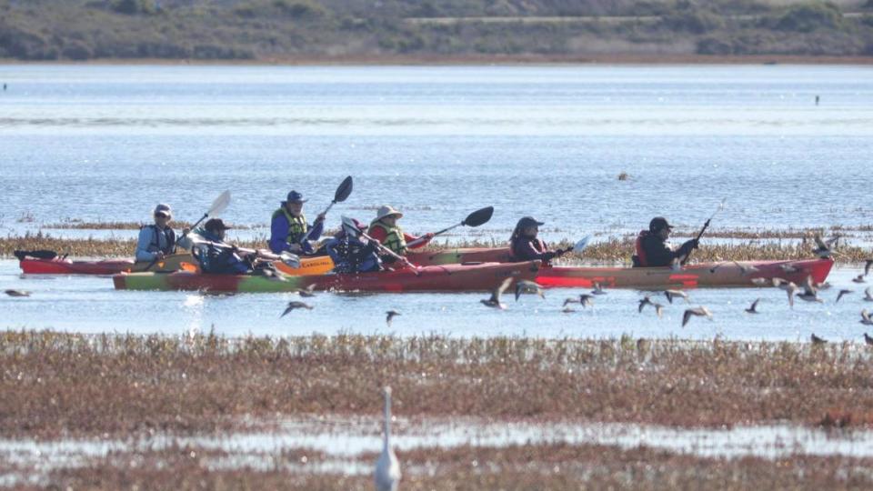 A birding by kayak group paddles through the Morro Bay Estuary as birds glide by at then2024 Morro Bay Bird Festival Jan 11, 2024.