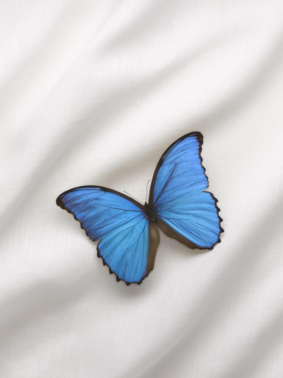 12) Blue Morpho Butterfly