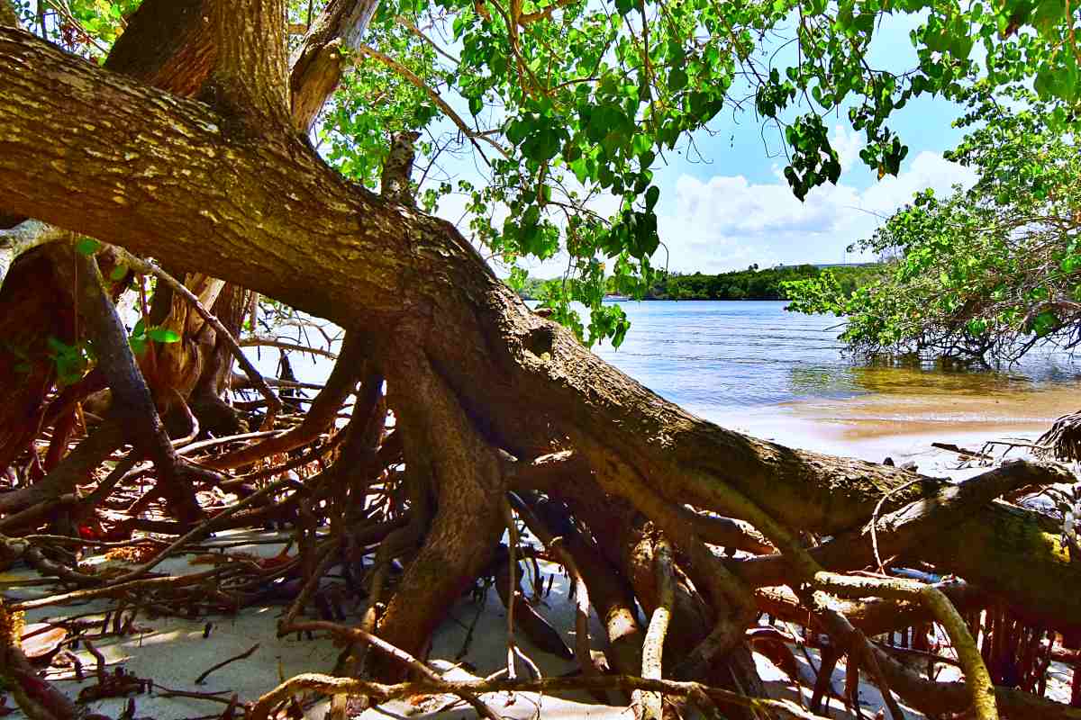 The Greater Boca Raton Beach & Park District bought land at 2300 N. Ocean Blvd. in 1994. City officials envisioned turning it into a public park that would accentuate the area’s natural beauty.