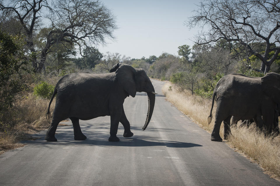 FILE - In this Wednesday, July 29, 2020 file photo, elephants cross the road in the Kruger National Park, South Africa. Animals have had the country's world-famous wildlife parks to themselves because of lockdown rules that barred international tourists and made it illegal for South Africans to travel between provinces for vacations. (AP Photo/Shiraaz Mohamed, File)