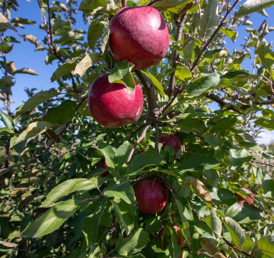 Some of the last you-pick apples on the tree at Beasley's Orchard in Danville, Sunday, Oct. 28, 2018.