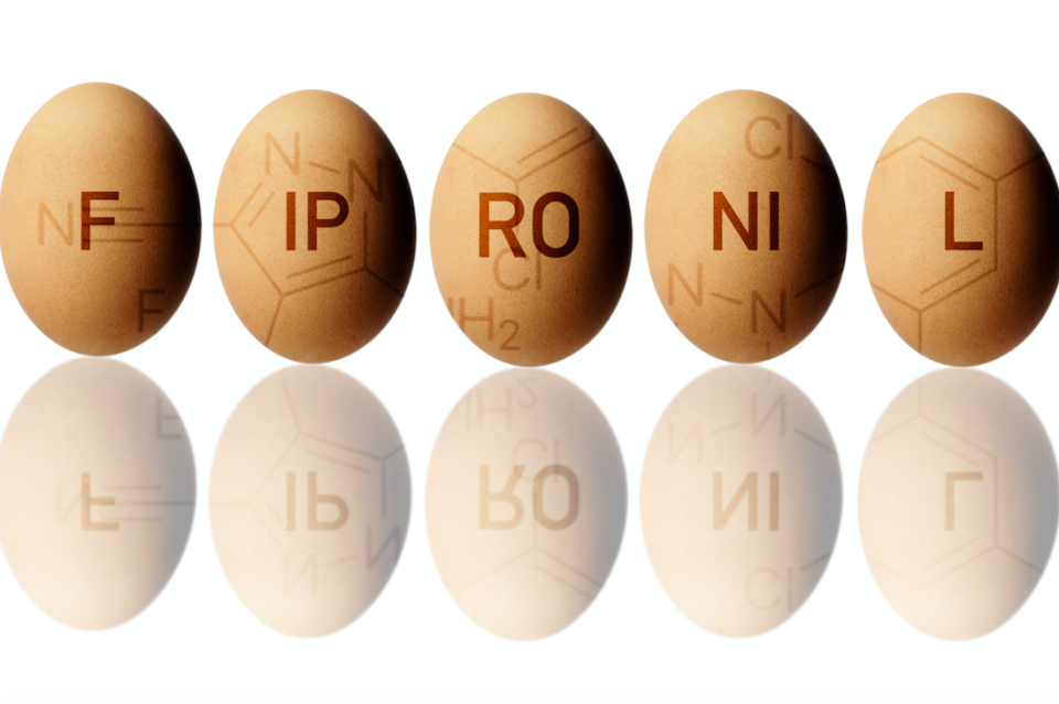 The insecticide Fipronil has been found in eggs in Europe (Picture: Rex)