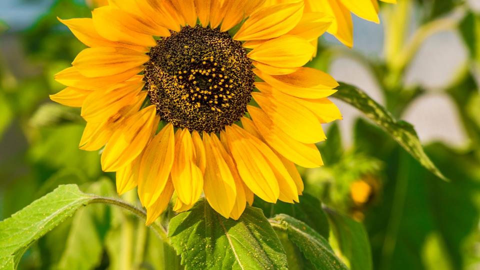 close up of two bright yellow sunflowers showing the tiny tubular flowers in the center that attract hummingbirds