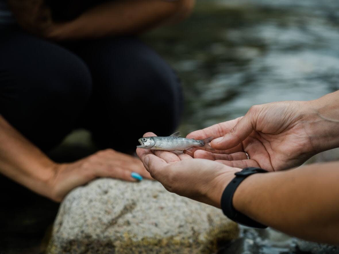 Dead fish seen on the banks of the Coquihalla river in Hope, B.C. Professor Kate Tairyan of Simon Fraser University says it's unusual to see so many dead salmon so early in the spawning season. (Gian Paolo Mendoza/CBC - image credit)