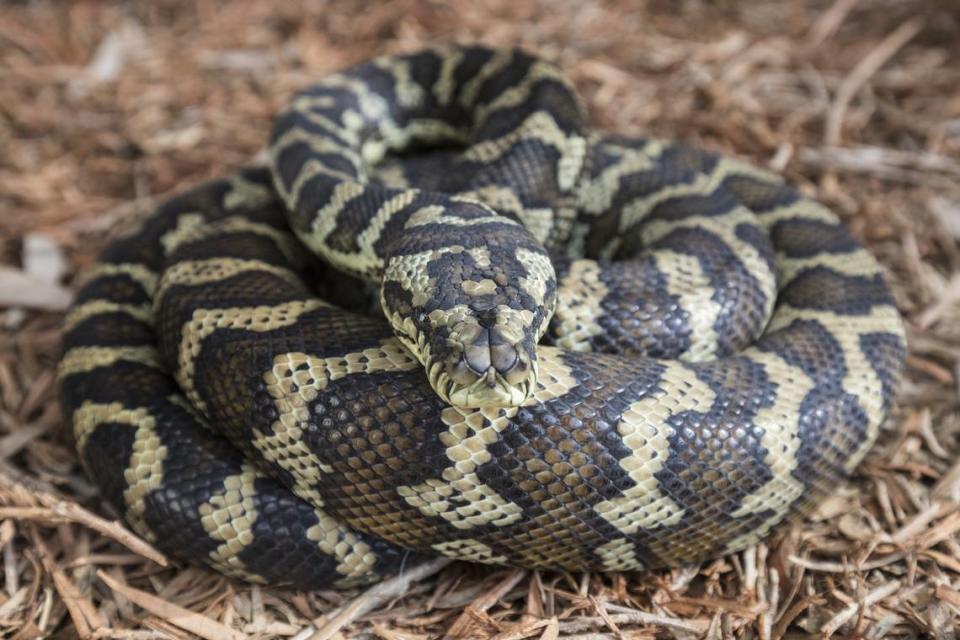 Foto de una pitón alfombra acurrucada. Estos depredadores de emboscada son comunes en Australia continental.Ken Griffiths/Getty