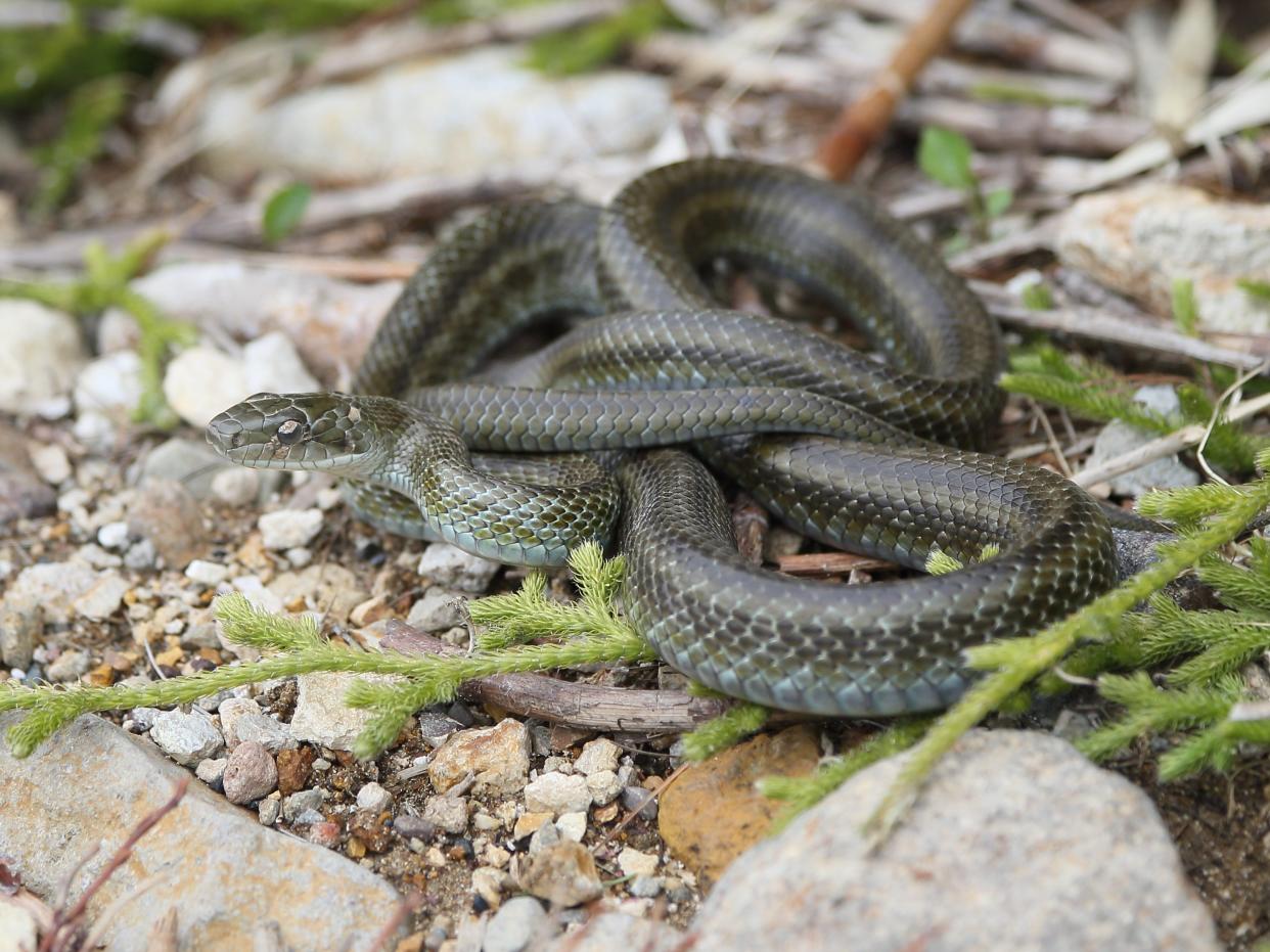 A Japanese rat snake seen in Hokkaido, Japan