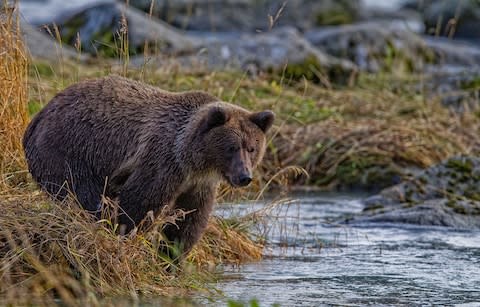 Grizzly bear Chilkoot river - Credit: Getty