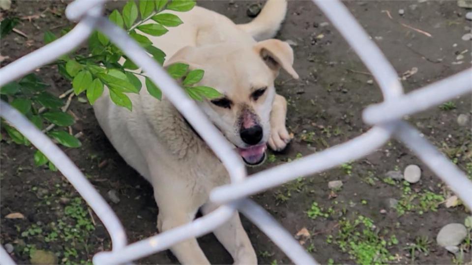 遭人下毒？花蓮多隻家犬莫名死傷　警積極調查