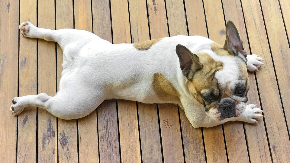 French bulldog in sploot pose