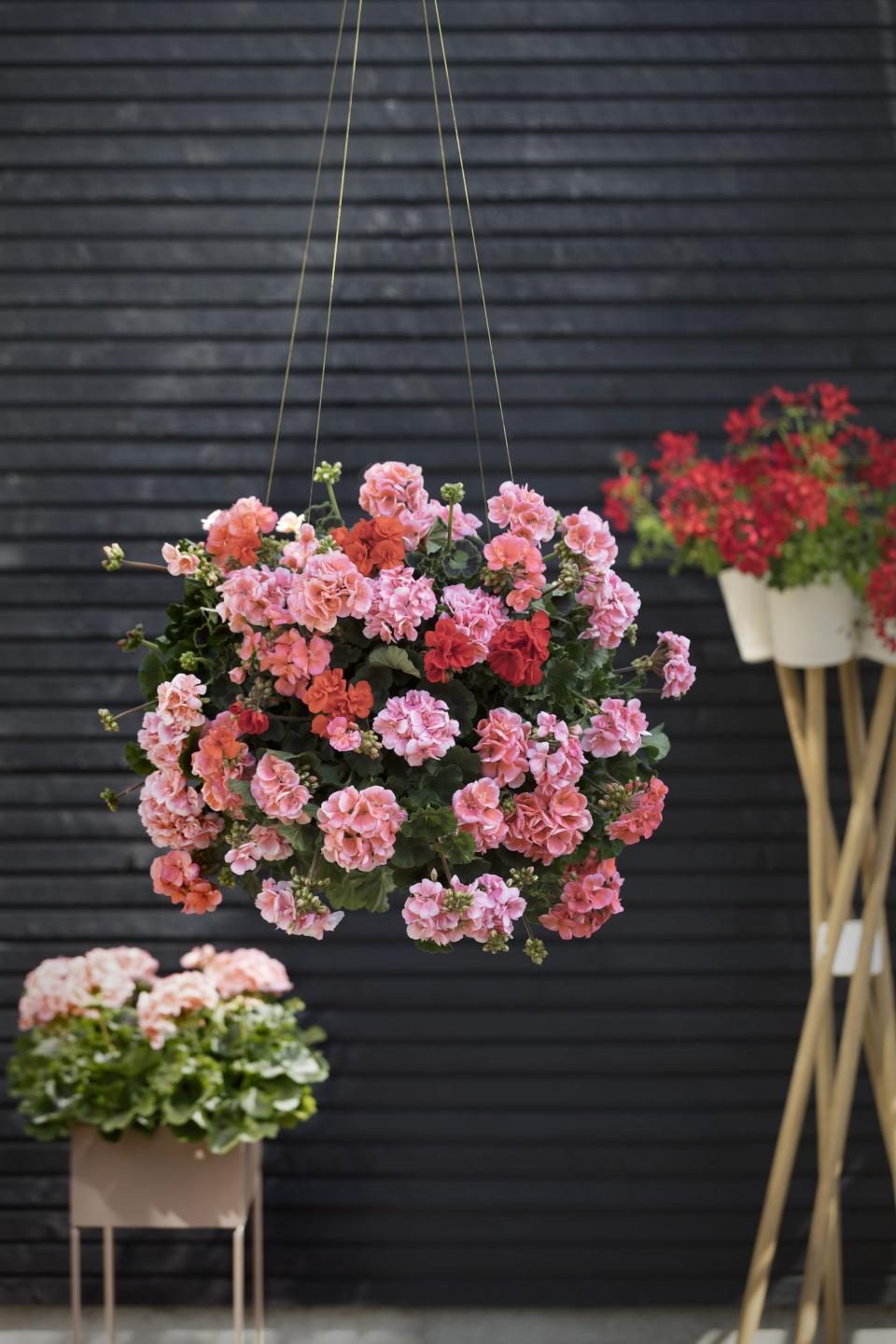 <p><strong>They're a much-loved garden plant, but how much do you really know about the geranium? </strong></p><p>Officially known as pelargonium, these plants bloom profusely throughout summer and into autumn – whether grown on a balcony, in a window box, hanging basket, container or in a traditional garden bedding display.</p><p>With its gorgeous green leaves and fabulous vibrant flowers, these summer beauties are not just bursting with colour but are low maintenance too, which is what makes them so popular, especially for beginners. There are more than 250 species, from zonal geraniums that form the backbone of summer bedding, to trailing geranium (ivy-leaved types) perfect for hanging baskets, and beautiful regal geraniums which are known for their showy, ruffled flowers.</p><p>An estimated 40 million geraniums are planted in UK gardens each year, and these strong, trustworthy and dependable plants can be enjoyed for three whole seasons every year. <br></p><p>'Geraniums provide such great value in outdoor containers and window boxes but also in the borders,' says <a href="https://www.claudiadeyongdesigns.com/" rel="nofollow noopener" target="_blank" data-ylk="slk:Claudia De Yong;elm:context_link;itc:0;sec:content-canvas" class="link ">Claudia De Yong</a>, landscape and garden consultant. 'They add a splash of colour right through the summer months, their lush foliage adds texture in the garden and they just keep on giving even coping with adverse weather conditions. Geraniums also make great companions for under planting the bare stems of roses or even a grape vine. They also go well with Lobelia and Alyssum.'</p><h4 class="body-h4"><strong>Zonal pelargoniums </strong></h4><p>Tough, dependable and drought-resistant, Zonal geraniums form upright, bushy plants that are renowned for slug-resistance. With single, semi-double and double-flowered varieties available, zonal geraniums are a good choice for planting together in bedding schemes and for creating containers that’ll be a riot of colour all season.</p><h4 class="body-h4">Ivy-leaved pelargoniums</h4><p>These beautiful cascading ivy-leaved geraniums ('ivy-leaved' is a reference to the shape of their fleshy leaves, which resembles the foliage of this traditional climber) give baskets and pots longevity, flowering late into the season – and long after other summer bedding favourites.</p><h4 class="body-h4">Regal pelargoniums</h4><p>Regal geraniums can burst into bloom earlier than zonal types – and they’ll carry on with the spectacle right through the season. Regals are showy, statuesque plants, known for their ruffled flowers. These plants are mostly single-flowered, but bicolour shades are available. </p><h4 class="body-h4">Scented-leaf pelargoniums</h4><p>Scented-leaf geraniums offer a host of fragrances from citrus to lemon and rose. Scented varieties can produce smaller flowers than other types, but these plants pack a punch with their fragrance (they're at their most intense when allowed to bask in sunlight), and there's a wide choice of foliage styles from variegated to lobed.<br></p><h4 class="body-h4">Angel pelargoniums</h4><p>Angel geraniums are a smaller version of regal types. Compact, bushy and cheerful, they’re perfect for small spaces, such as hanging baskets and smaller containers. The darker markings on the flowers' upper petals resembles the characteristic blooms of the much loved pansy and viola. Angels flower profusely (deadhead regularly to keep flowers coming) and they are always a winner in mixed planting schemes.</p><p>Here, <a href="https://www.instagram.com/mygeranium/" rel="nofollow noopener" target="_blank" data-ylk="slk:Pelargonium for Europe;elm:context_link;itc:0;sec:content-canvas" class="link ">Pelargonium for Europe</a>, an initiative to promote long-term sales of geraniums in Europe, reveal some little known facts about geraniums. Plus, we share some styling tips and craft ideas to help you decorate your home and garden with geraniums throughout the season.</p>
