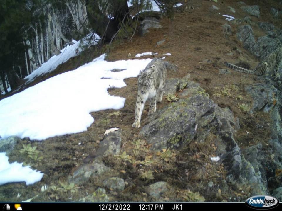 A pair of snow leopards, one in the center and one in the top right corner, seen in December.